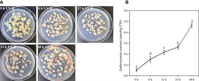 MYB pathways that regulate UV-B-induced anthocyanin biosynthesis in blueberry (Vaccinium corymbosum)